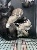 FEMALE Siberian Husky puppies FOR CHRISTMAS