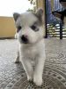 Husky Puppies Blue Eyes