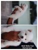 husky puppies for sale urgent sale