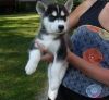 Two Siberian Husky Puppies for sale