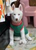 Siberian huskys white 3mnths $950 has pspers nyc Brooklyn