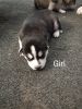 Check out these cute, adorable, cuddle, attention loving puppies