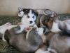 Siberian Husky pups 6wks