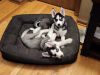 Husky Puppies Looking for Forever Homes