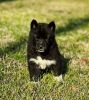 rare black husky puppy