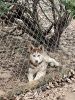 Female Husky Puppies 13w/o