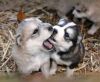 AKC husky puppies papers