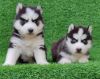 Husky pup available