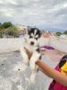 Husky male hard eyes husky puppy’s available Price is negolible