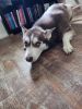 Looking to rehome Husky