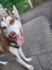 Beautiful Siberian husky with two different color of eyes. His name is