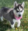 Siberian Husky Puppies Available for sale