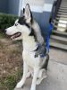 Siberian husky looking for a new home