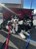 Beautiful and healthy Husky Puppies