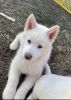 13 Week old Siberian husky puppy