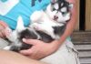 Stunning Siberian Husky Puppies For Rehoming