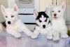 Four Husky Puppies