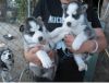 Siberian Huskies for sale