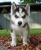 siberian husky puppies from a family breed