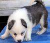 Blue Eyes Siberian Husky Puppies(xxx) xxx-xxx5