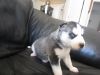 adorable husky for adoption