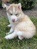 Adorable Avalanche! Siberian Husky Pups Melt Your Heart!