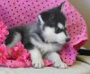 Healthy Siberian Husky puppies available now