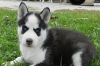 siberian husky looking for its forever home now