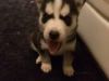 AKC registered husky looking for a new home