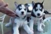 Trained Siberian Husky Puppies.TEXT (xxx) xxx-xxx2