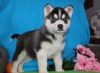 Siberian Husky Puppies for Sale