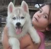 Siberian Husky Puppies xxxxxxxxxx