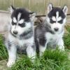 Siberian Husky Puppies xxxxxxxxxx