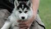 husky puppies ready for adoption