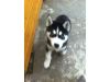 Healthy Siberian Husky Puppies for Sale