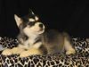 Beautiful Registered Siberian Husky Puppies