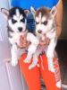 free akc husky puppies available