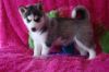 House Trained Husky puppies Available**