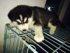 Siberian Husky male puppies available for sale