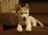 husky puppy available