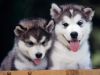 Quality Male and Female Siberian Husky Puppies