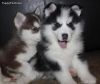 Attractive Siberian Husky Puppies For Sale