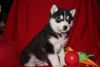 Cute Male and Female Siberian Husky Puppies