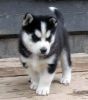 Blue eyes Siberian husky puppies available