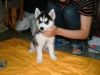 Siberian Husky Puppies available in MN Duluth
