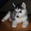 Confirm male and female siberian husky pups