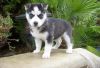 Top Quality Blue Eyes Siberian Husky Puppies