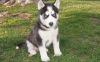 Adorable husky puppies for small re-homing fee