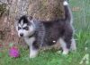 Siberian Husky Pups Blue eyes
