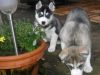 cute Male and female Siberian husky puppies